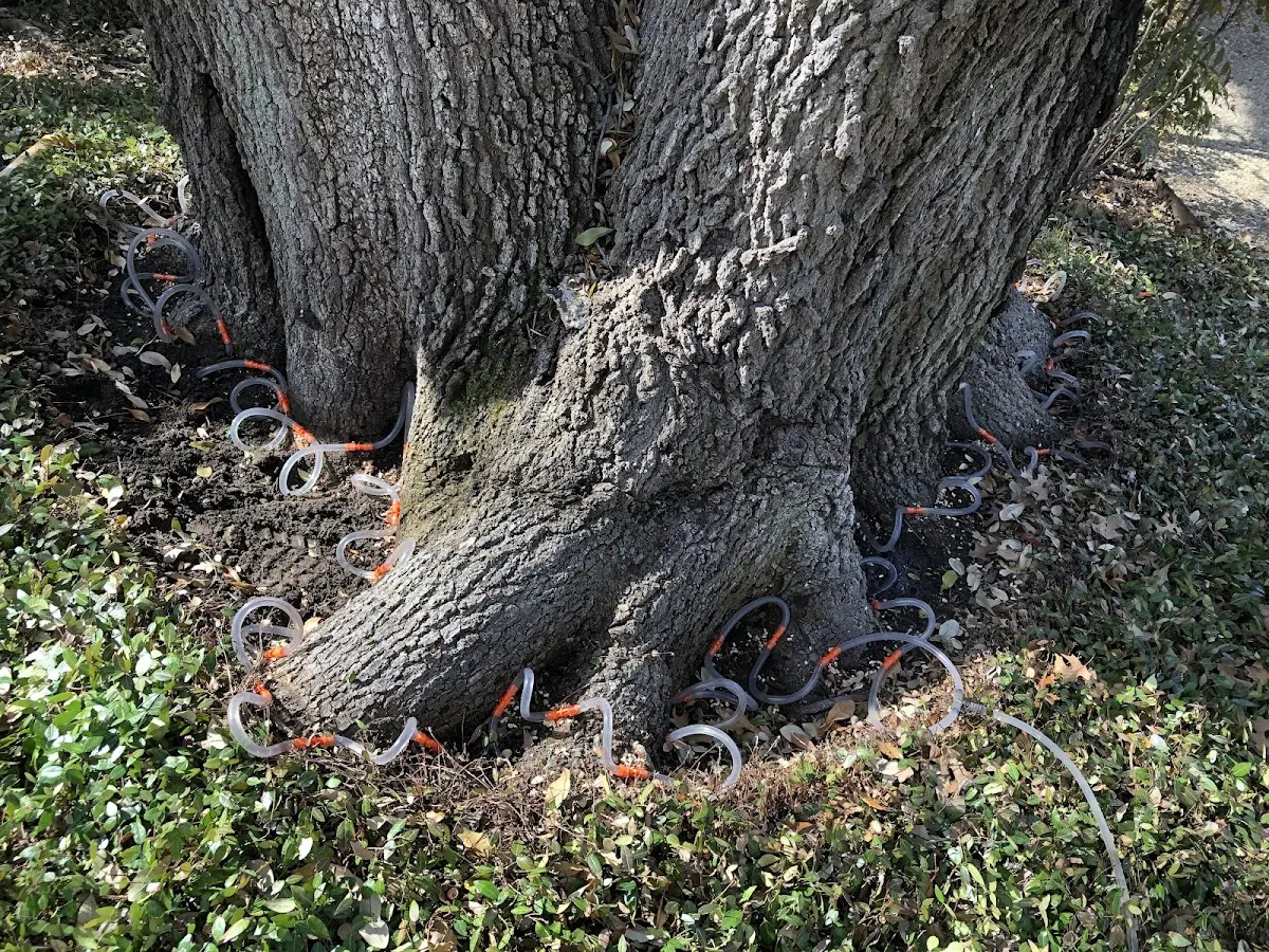 Detailed Tree Cabling and Bracing job site in Lothian